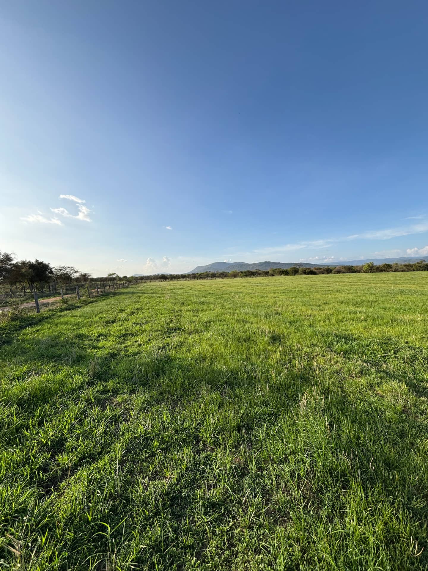 Open pasture at sunrise