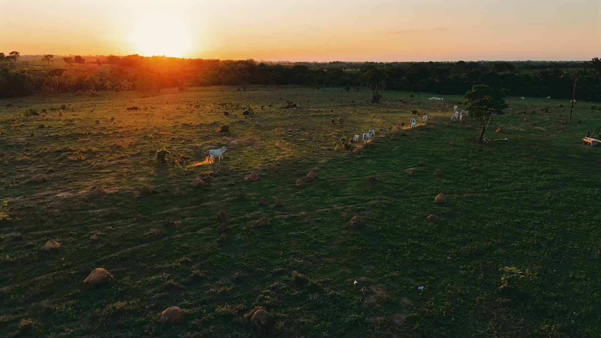 Cattle grazing at sunset on Sand River Ranch